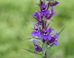 Lobelia x speciosa 'Vedrariensis' (lobelia)