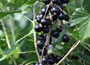 blackcurrant