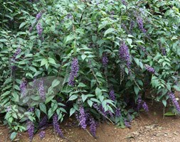 butterfly bush