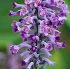 butterfly bush