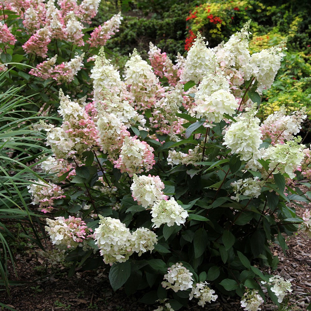 hydrangea hydrangea