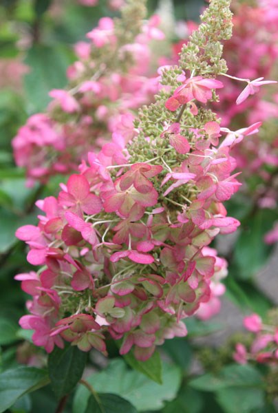hydrangea hydrangea
