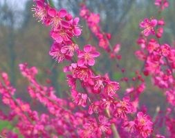 Prunus mume 'Beni-chidori'