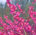 Japanese apricot