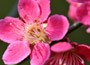 Japanese apricot