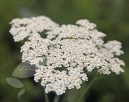 Achillea 'Alabaster' (yarrow)