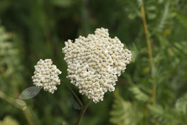 yarrow yarrow