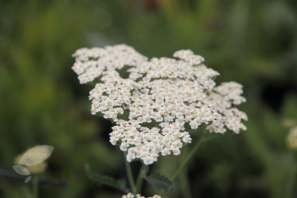 yarrow yarrow