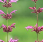 Mexican giant hyssop