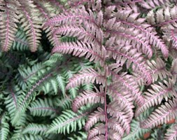 Japanese painted fern