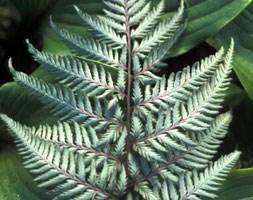 Japanese painted fern