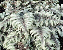 Japanese painted fern