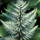 Japanese painted fern