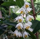 deutzia