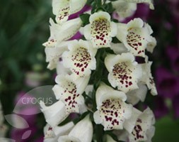 foxglove