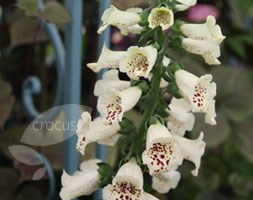 foxglove