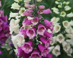 foxglove