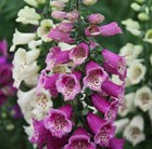 foxglove