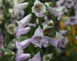 foxglove
