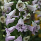 foxglove