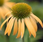 coneflower