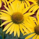 coneflower