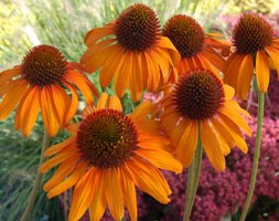 Echinacea 'Tiki Torch' (coneflower)