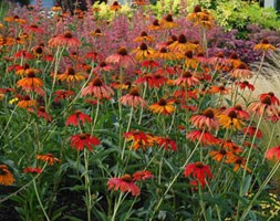 coneflower