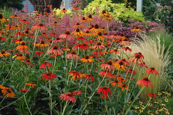 coneflower coneflower
