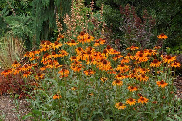 coneflower coneflower