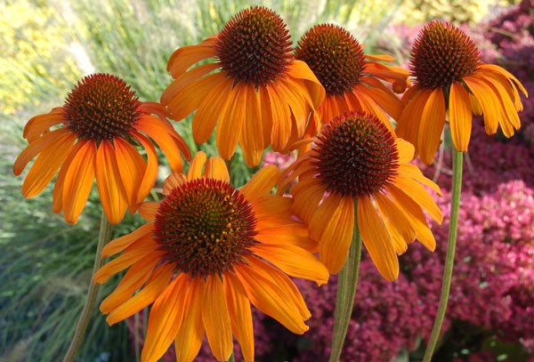 coneflower coneflower