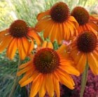 coneflower