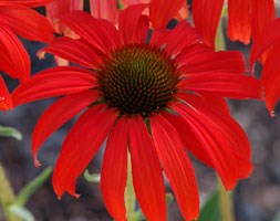 coneflower