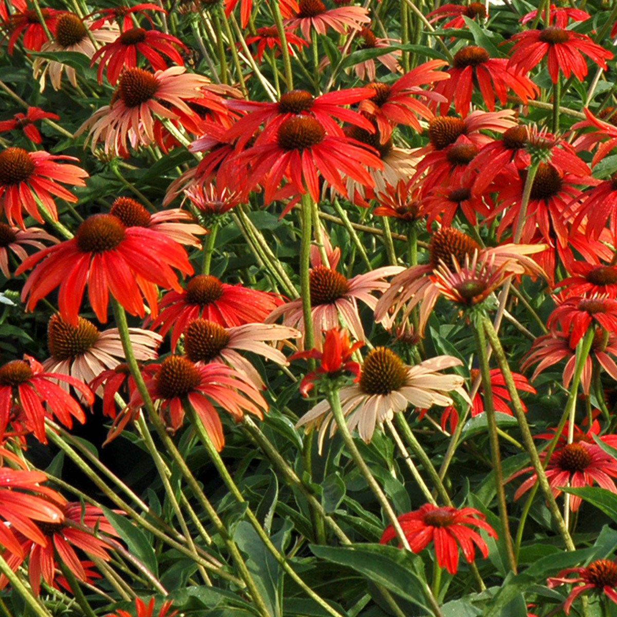 coneflower