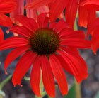 coneflower