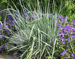 blue wheat grass