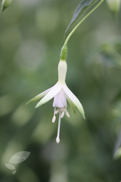 fuchsia fuchsia
