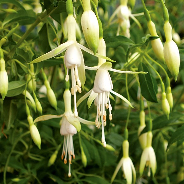 fuchsia fuchsia