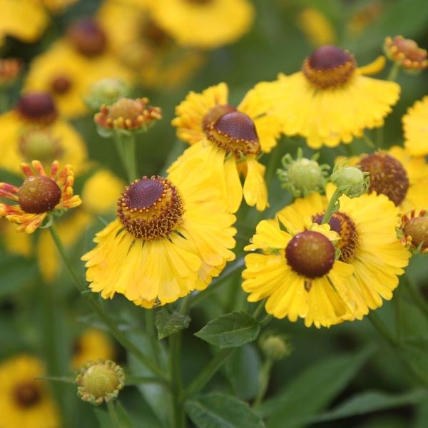 sneezeweed
