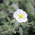 rock rose