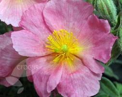 rock rose (syn Wisley Pink )