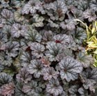 coral bells