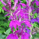 Lobelia x speciosa 'Hadspen Purple' (PBR) (lobelia)