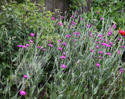 rose campion