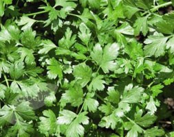 coriander - organic