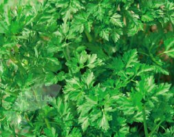 parsley - organic flat leaved