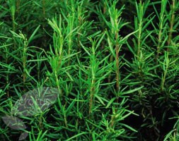 rosemary - organic