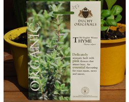 thyme - organic
