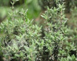 thyme - organic