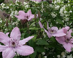 Flower Delivery London on Buy Clematis  Group 3  Clematis  Hagley Hybrid